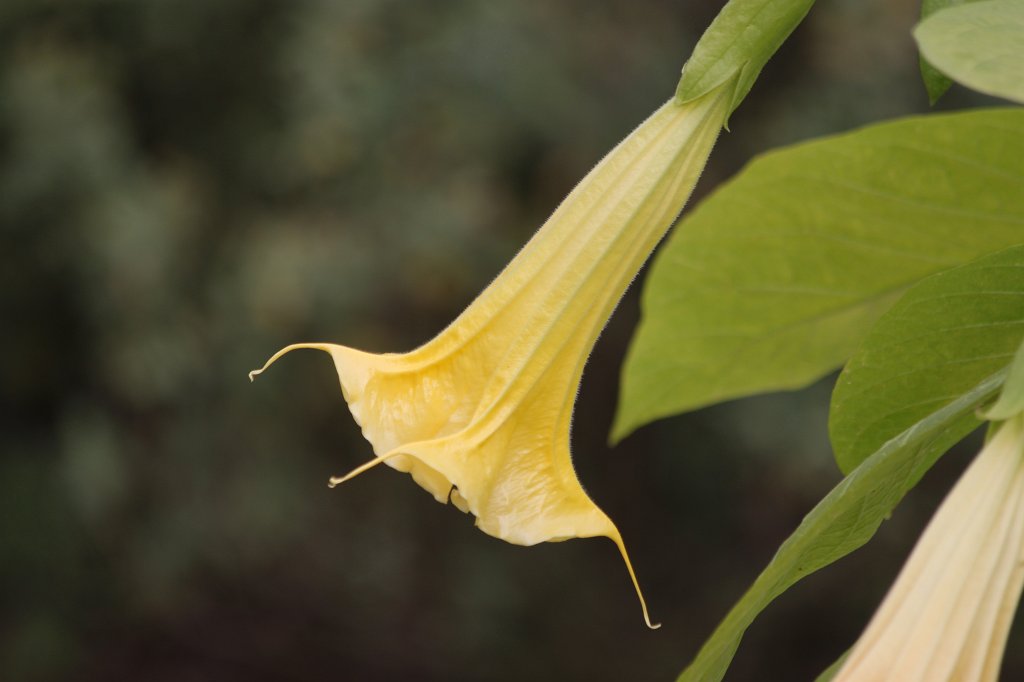 IMG_1055.JPG -  Angel's trumpet  ( Engelstrompete )