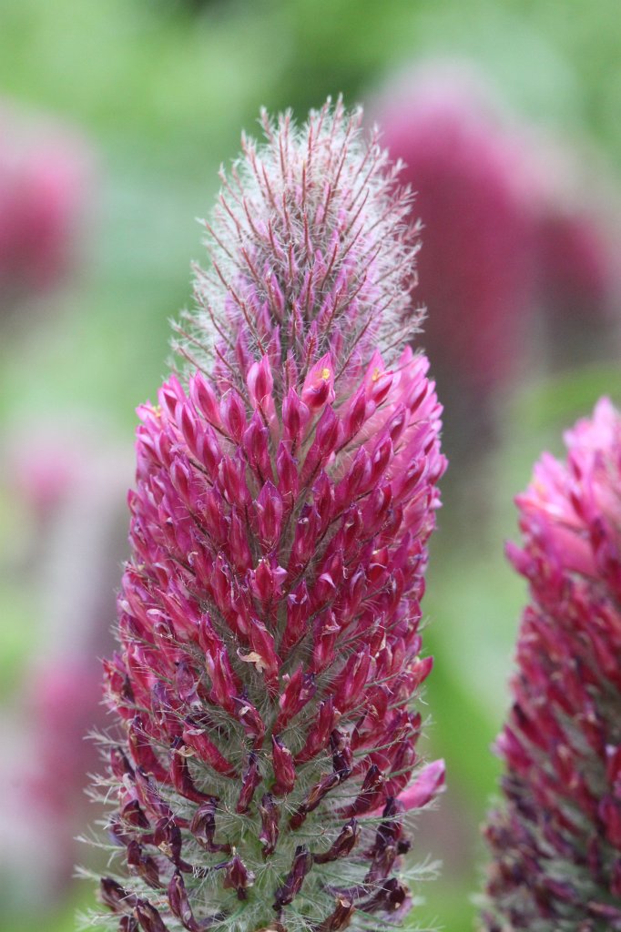 IMG_1058.JPG - Flowers