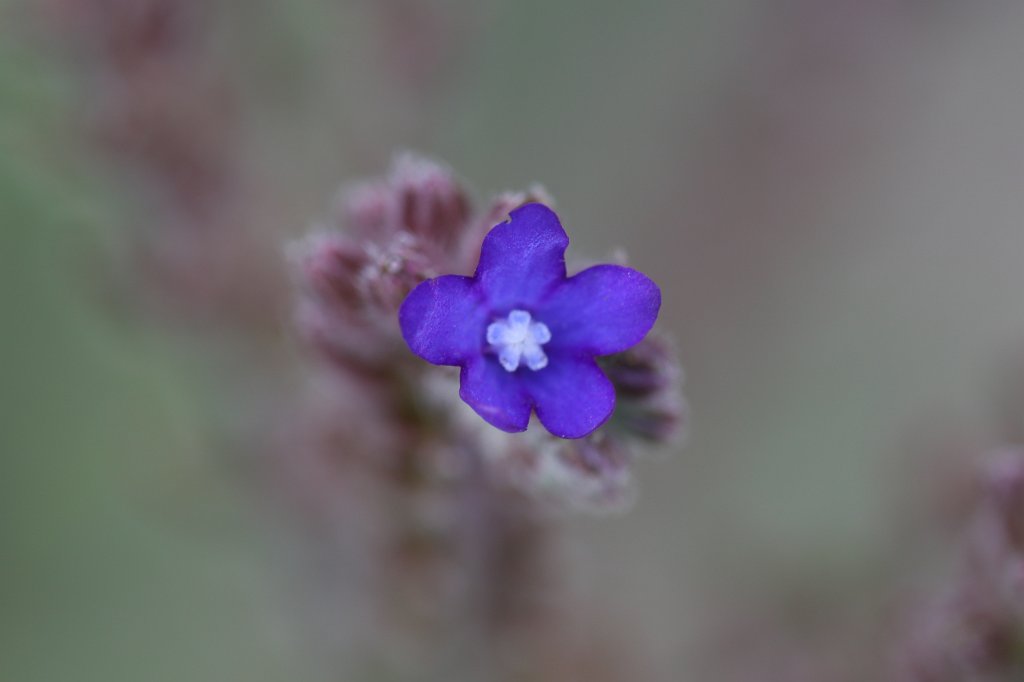 IMG_1069.JPG - Flower