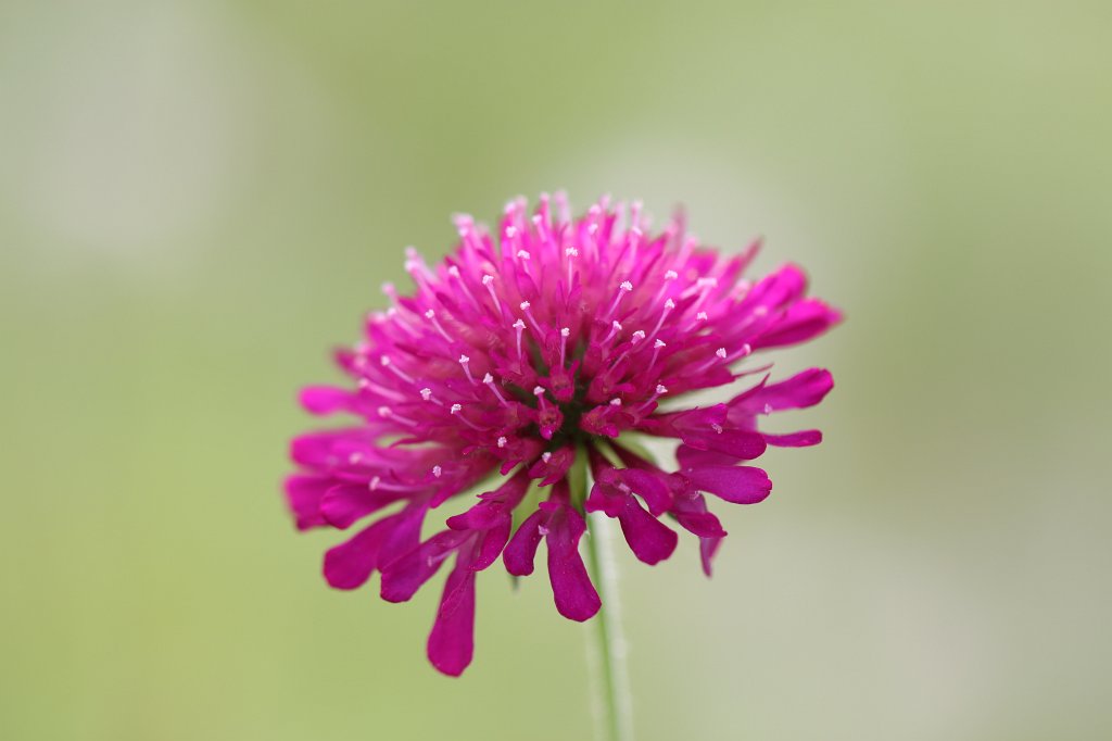 IMG_1077.JPG - Flowers