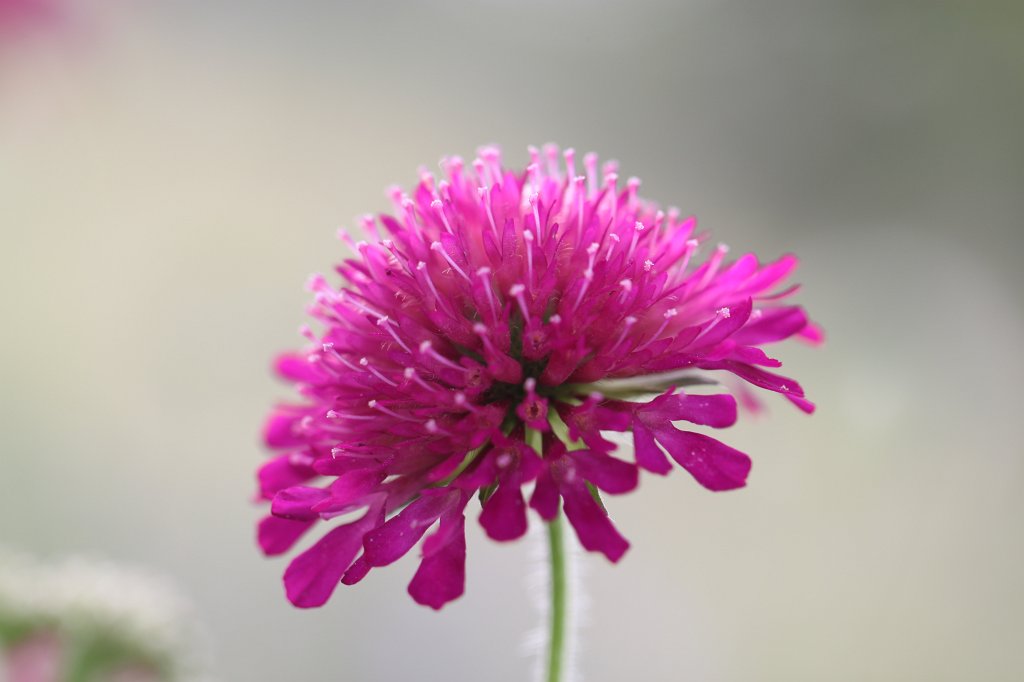 IMG_1078.JPG - Flowers