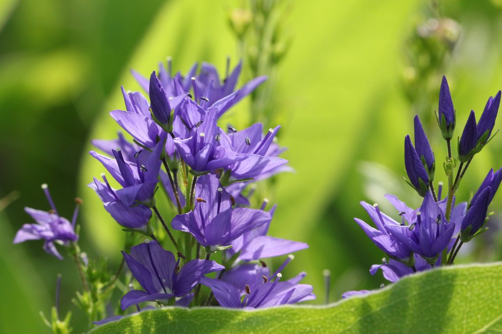 IMG_1088.JPG - Flowers