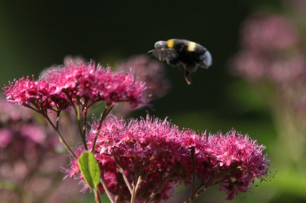 IMG_1274.JPG - Bee hoovering