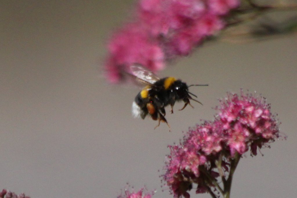 IMG_1282.JPG - Bee searching