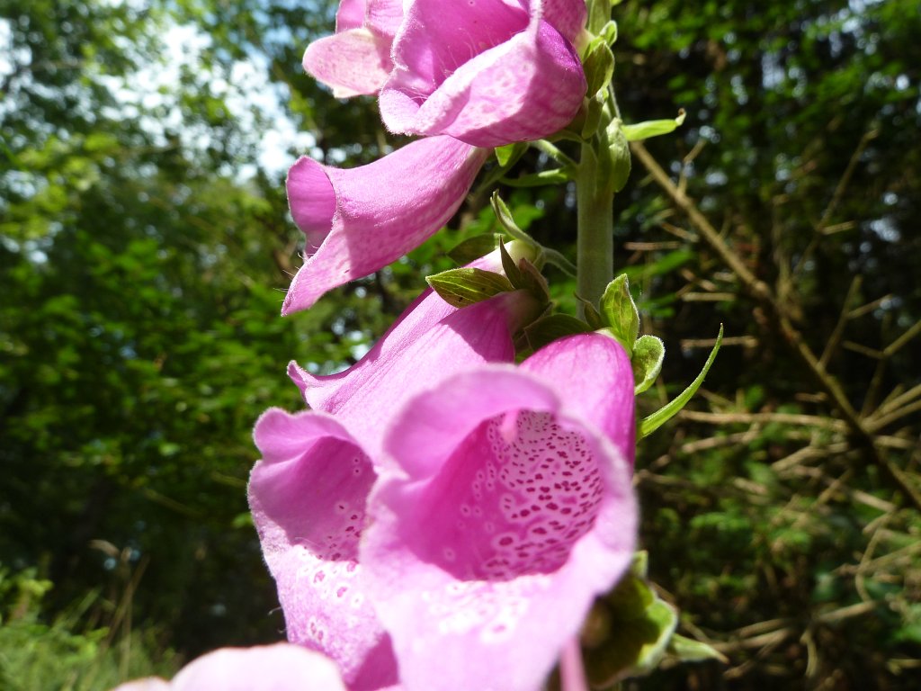 P1120363.JPG -  Foxglove  ( Fingerhut )