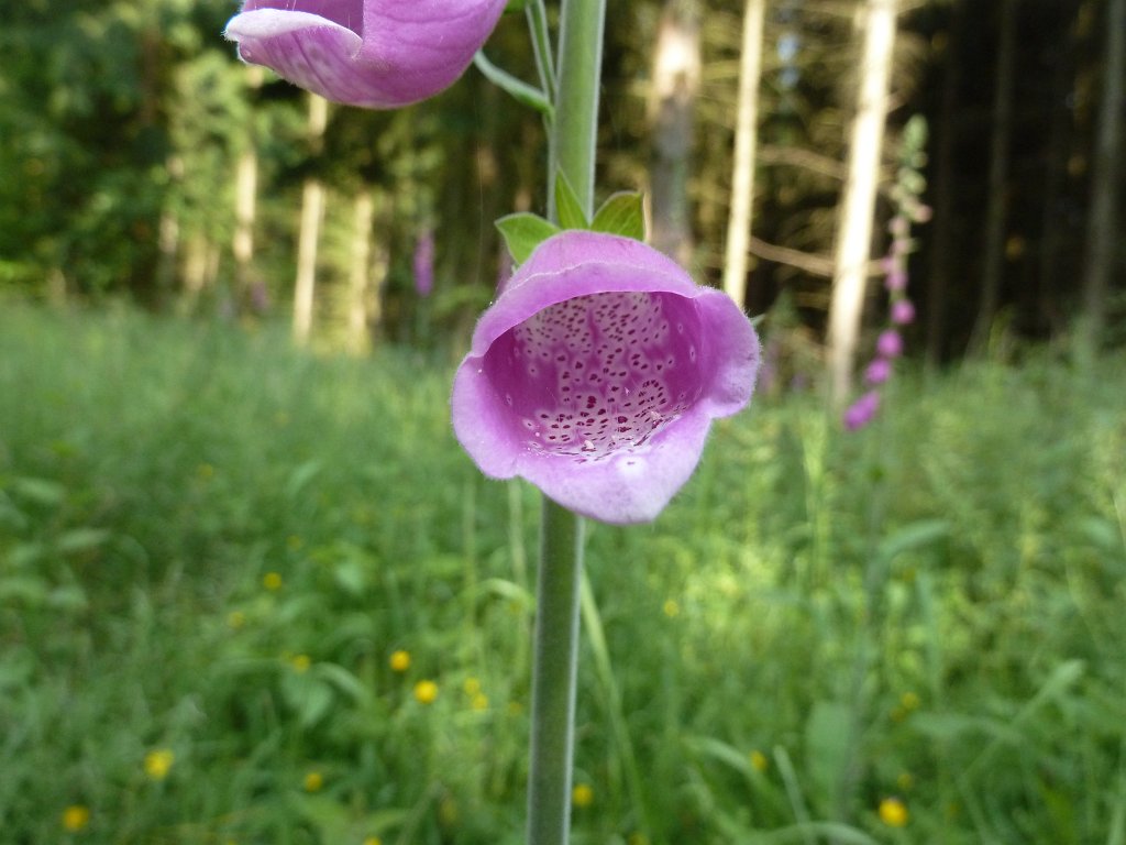 P1120367.JPG -  Foxglove  ( Fingerhut )