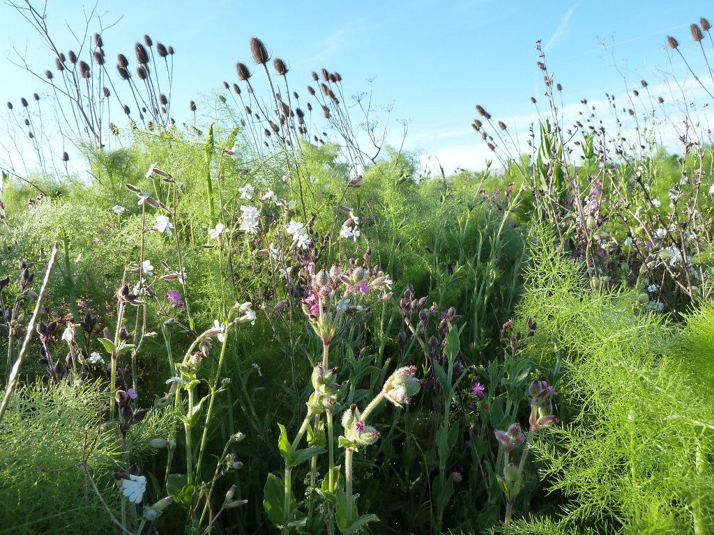 P1120395.JPG - Meadow