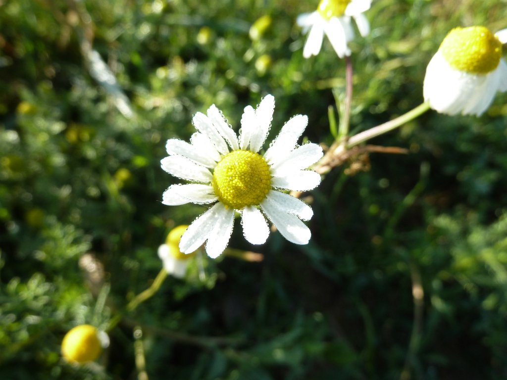 P1120399.JPG -  Chamomile  ( Kamille )