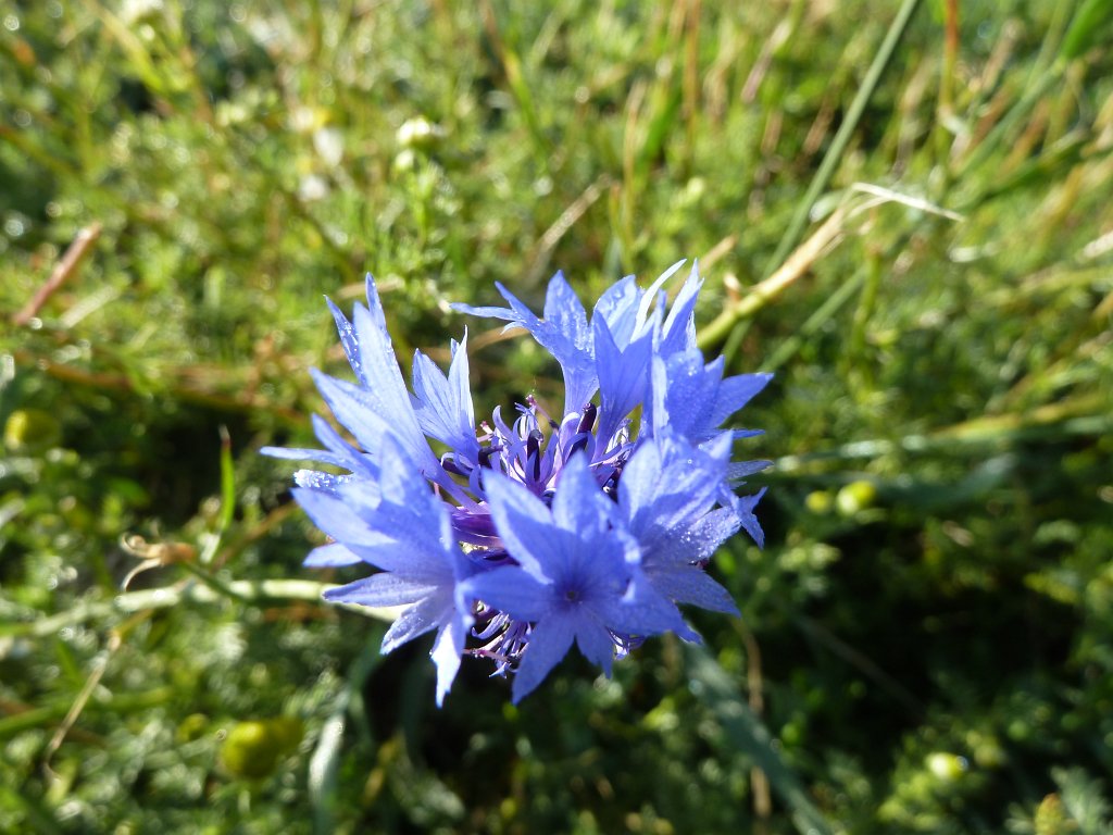 P1120400.JPG -  Cornflower  ( Kornblume )
