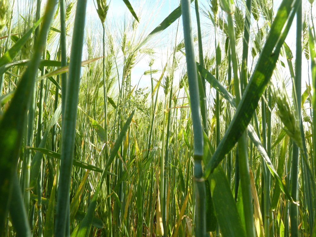 P1120419.JPG -  Barley  field ( Gerste nfeld)
