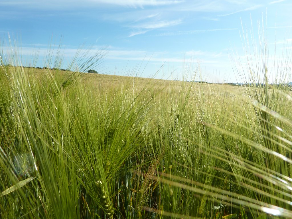 P1120420.JPG -  Barley  field ( Gerste nfeld)