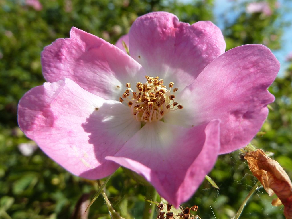 P1120434.JPG -  Dog rose  ( Hundsrose )