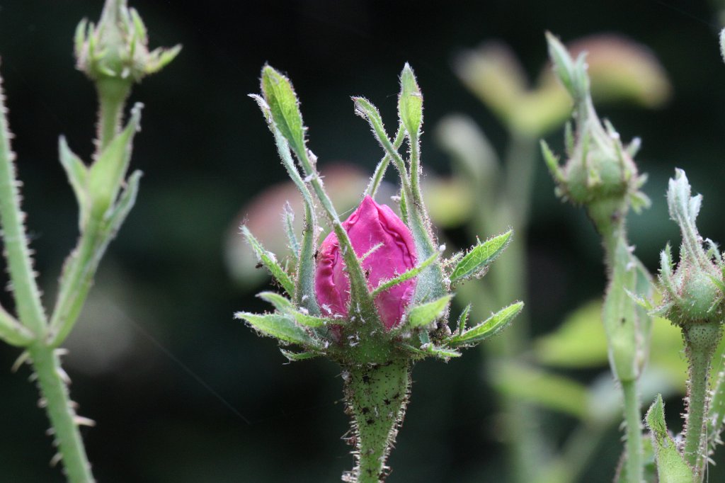 IMG_1302.JPG - Rose bud