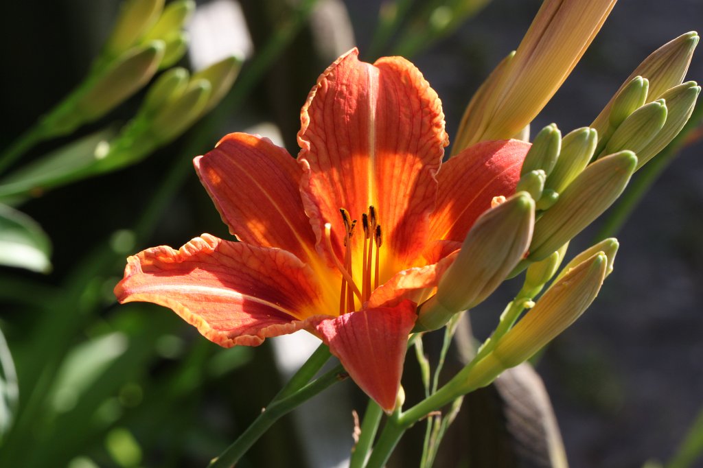 IMG_1317.JPG -  Fire lily  ( Feuer-Lilie )