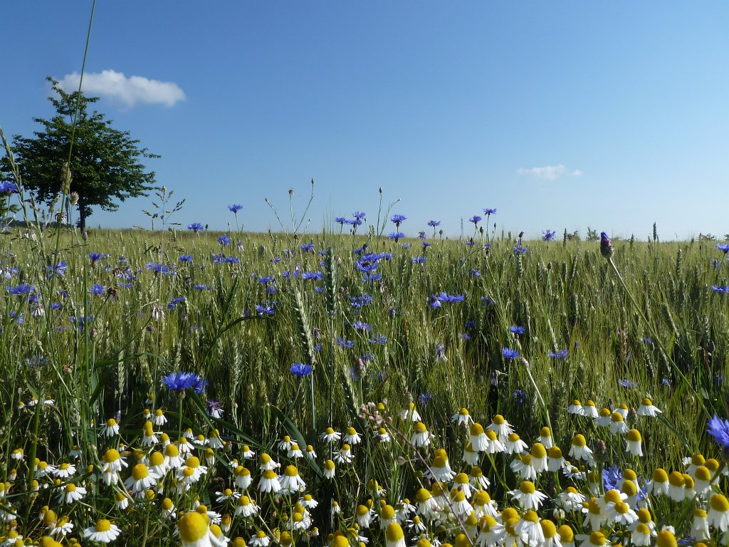 P1120445.JPG -  Chamomile  &  Cornflowers  ( Kamille  &  Kornblumen )