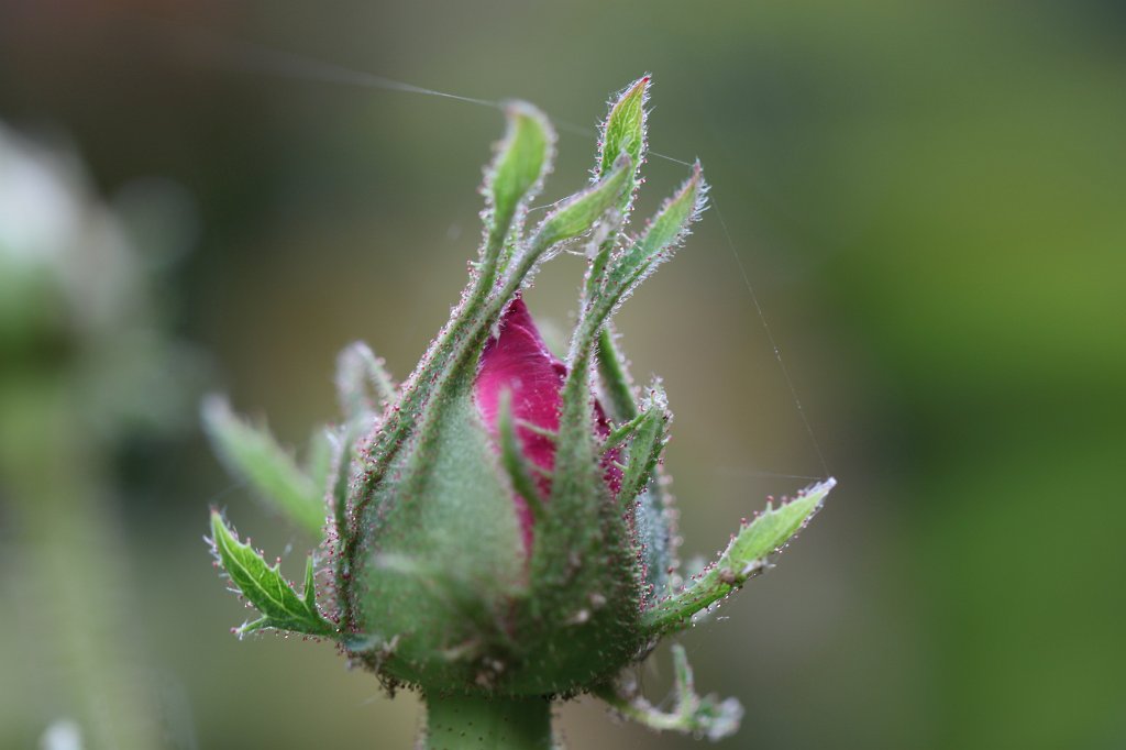 IMG_1784.JPG - Rose bud