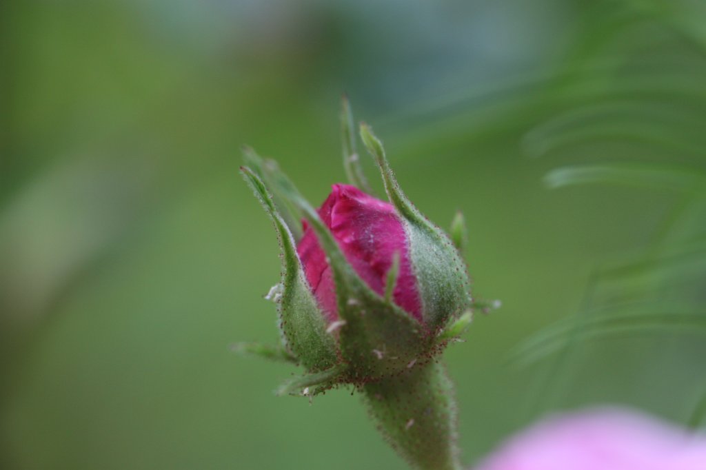 IMG_2012.JPG - Rose bud
