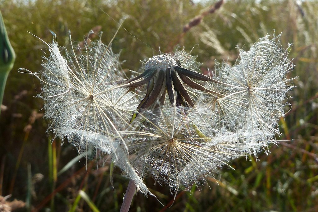 P1120544_c.jpg -  Meadow Goat's-beard  blow ball (Wiesen-Bocksbart Pusteblume)