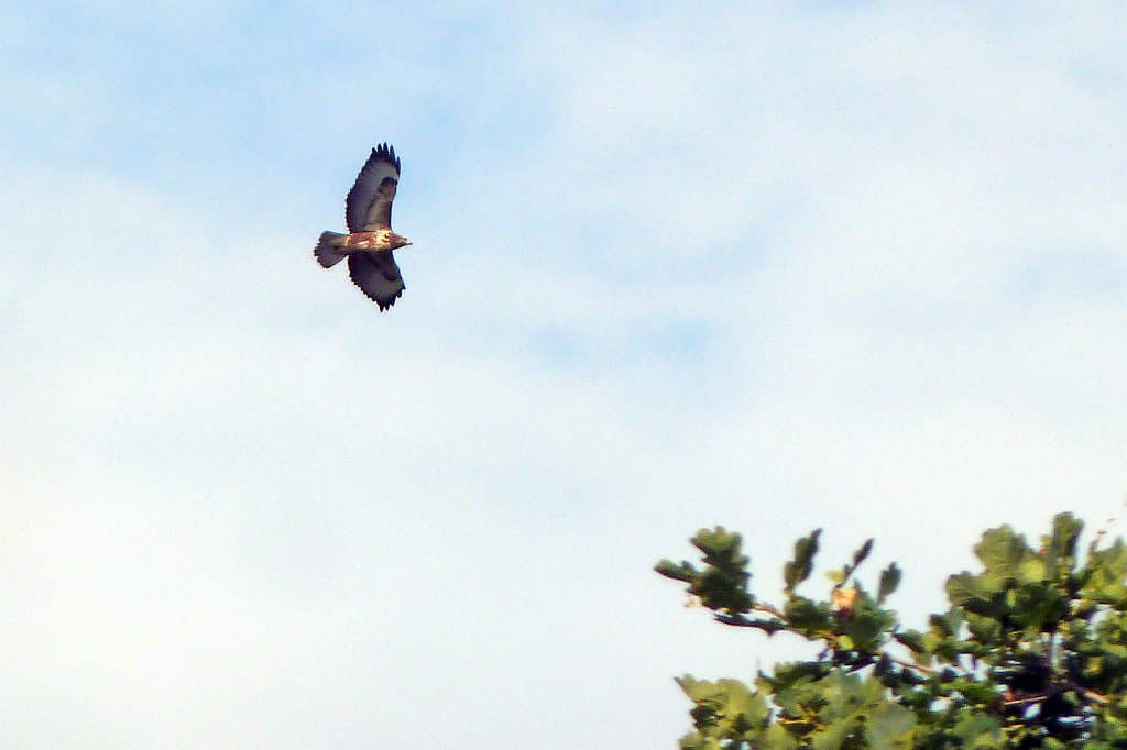 P1120651_c.jpg - Bird