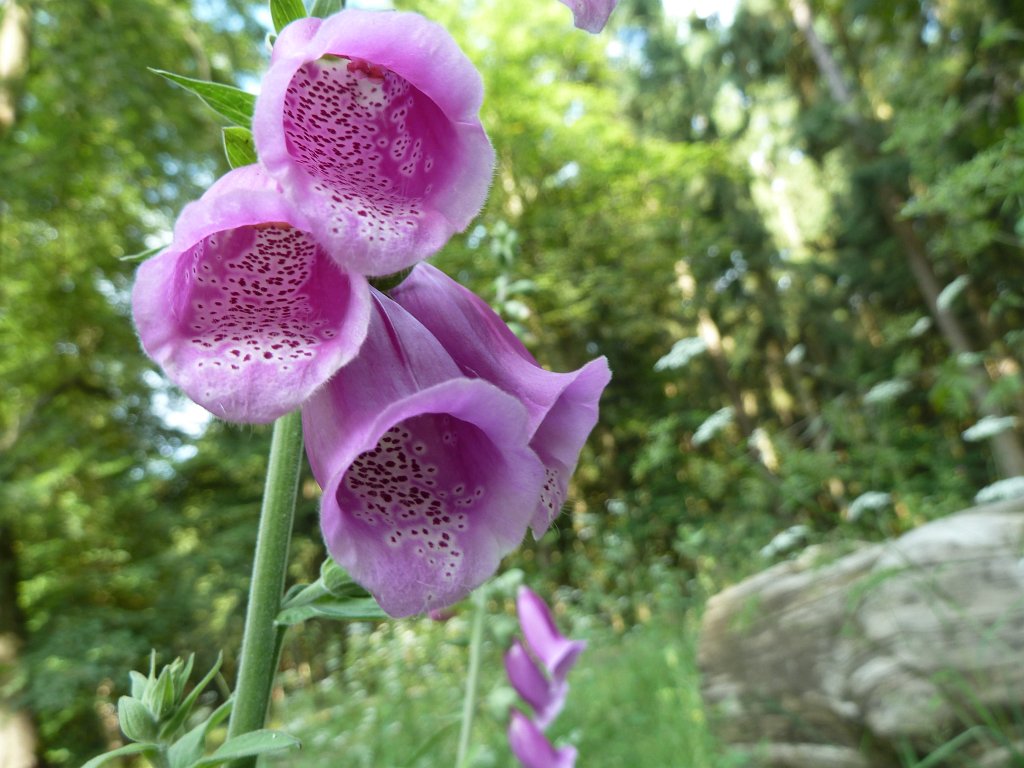 P1120674.JPG -  Foxglove  ( Fingerhut )