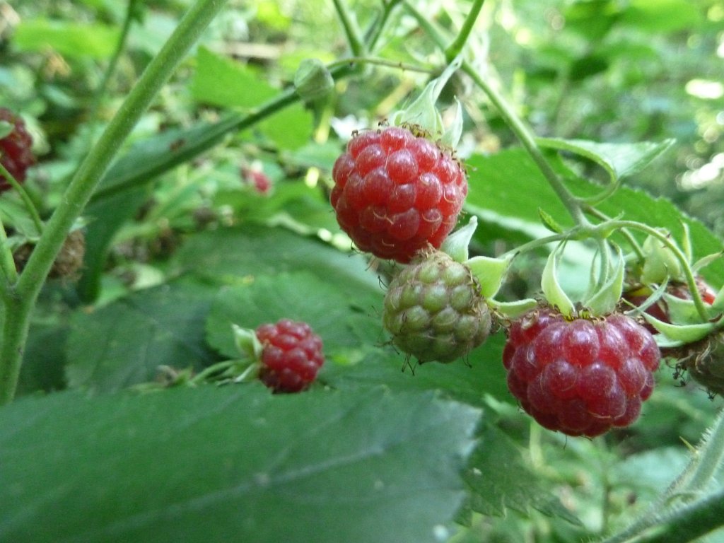 P1120715.JPG - Raspberry (Himbeere)