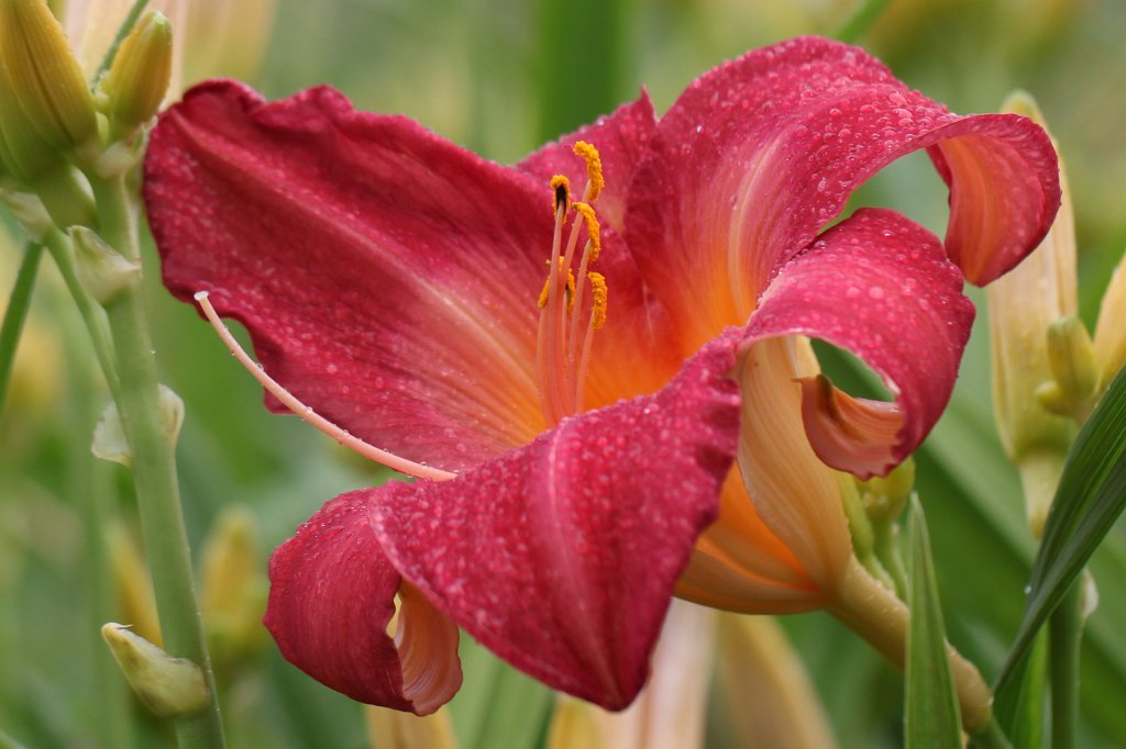 IMG_2137_c.jpg - Flower at Toronto Music Garden