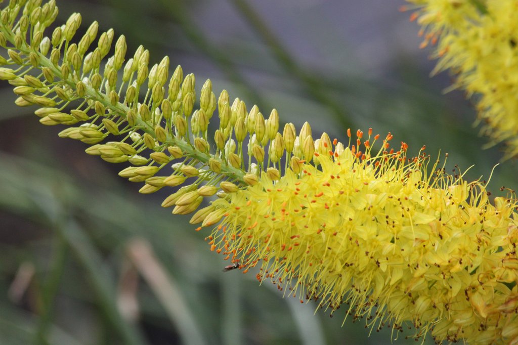 IMG_2144.JPG - Flower at Toronto Music Garden