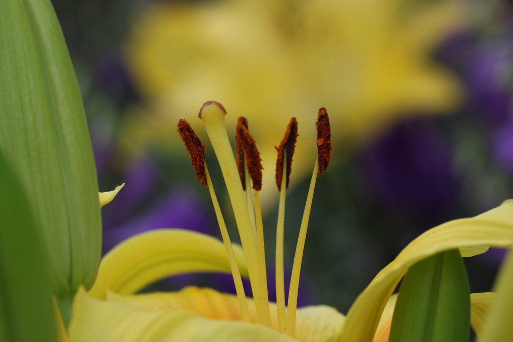 IMG_2156.JPG - Lilium