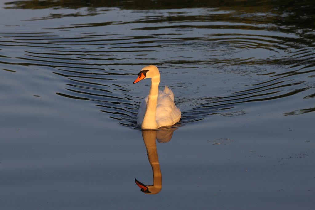 IMG_2215.JPG -  Swan 