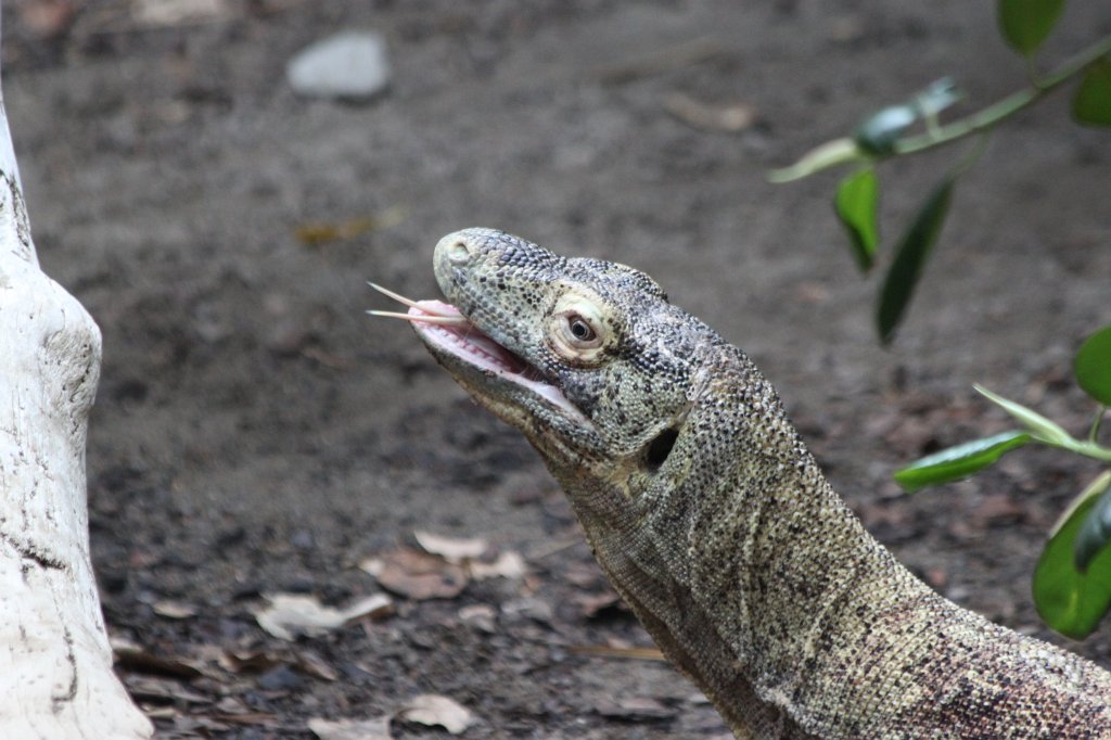 IMG_2472.JPG -  Komodo dragon 