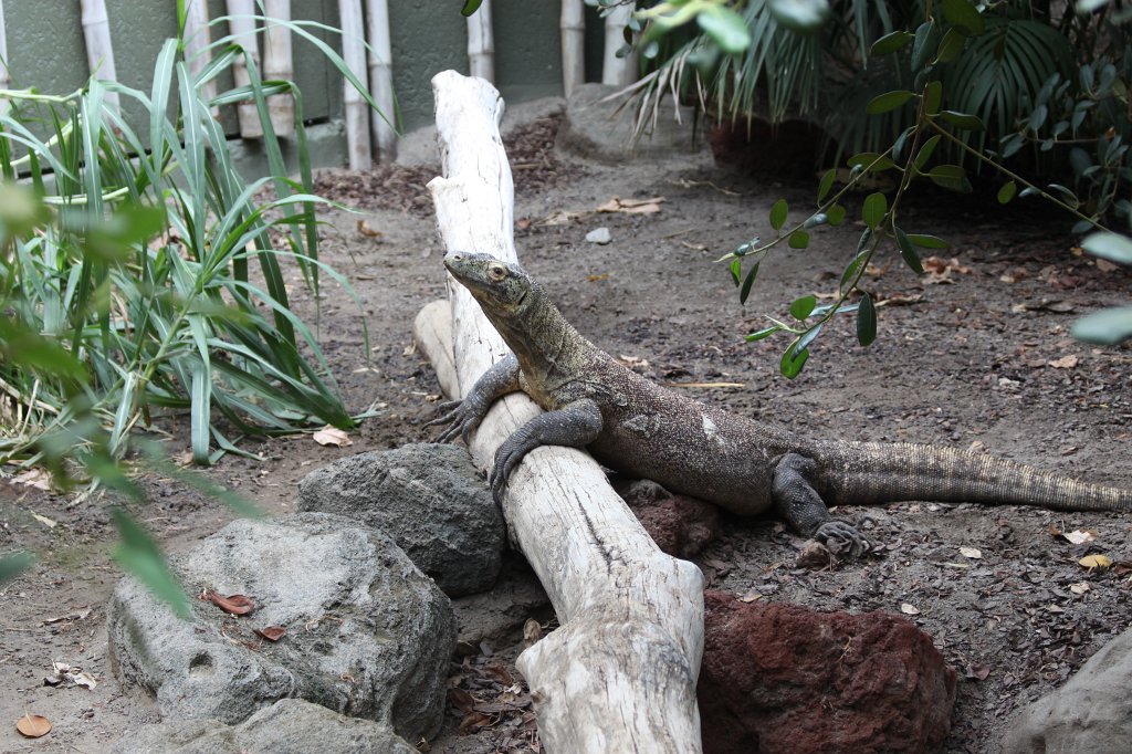 IMG_2476.JPG -  Komodo dragon 