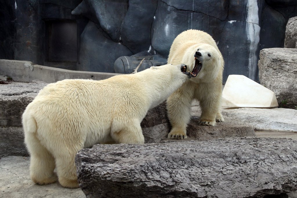 IMG_2502_c.jpg -  Polar bear 