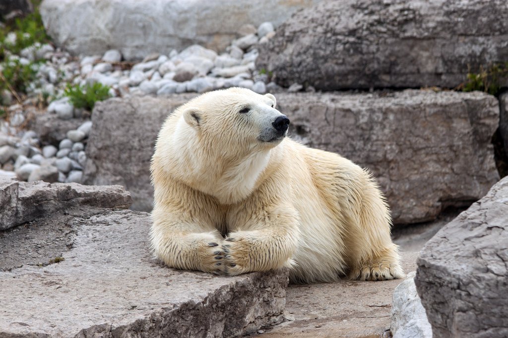 IMG_2504_c.jpg -  Polar bear 