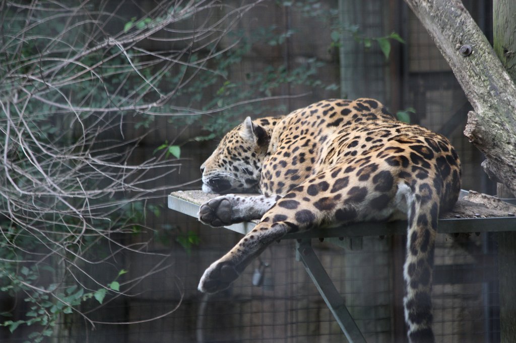 IMG_2548.JPG -  Jaguar 