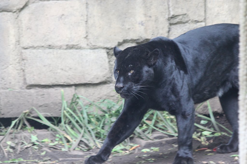 IMG_2553.JPG - Black  Jaguar 
