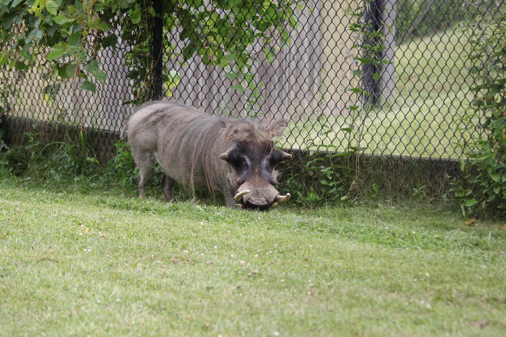 IMG_2583.JPG -  Warthog 
