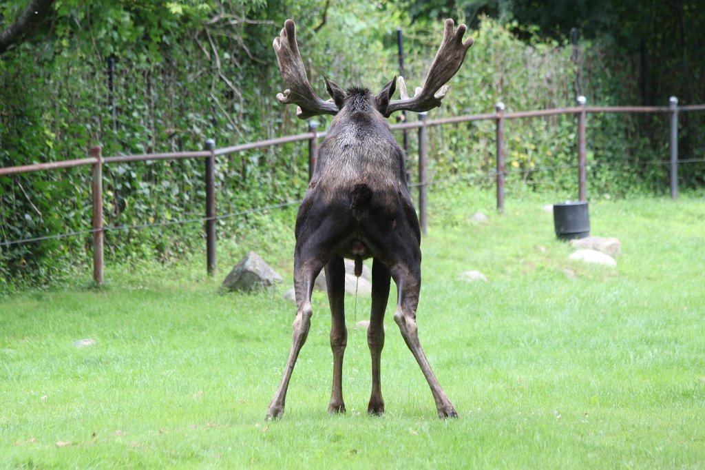 IMG_2611.JPG -  Moose 