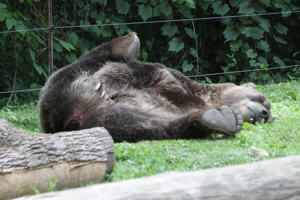 IMG_2628.JPG -  Grizzly bear 