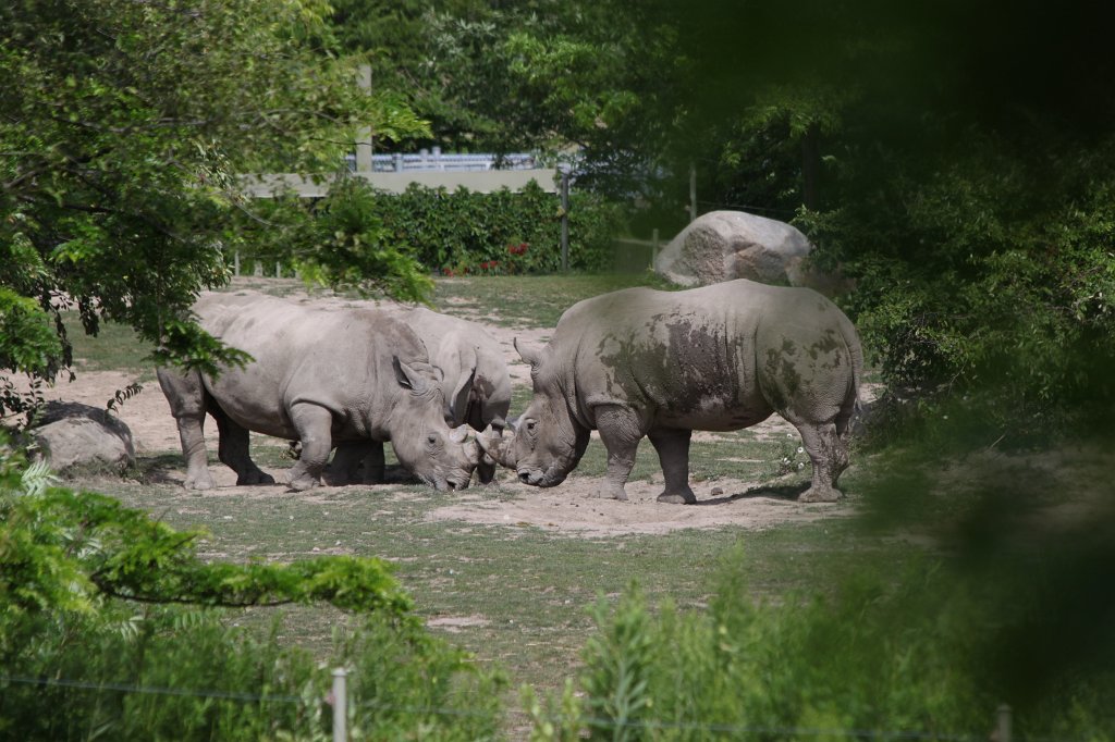 IMG_2673.JPG -  White rhinoceros 