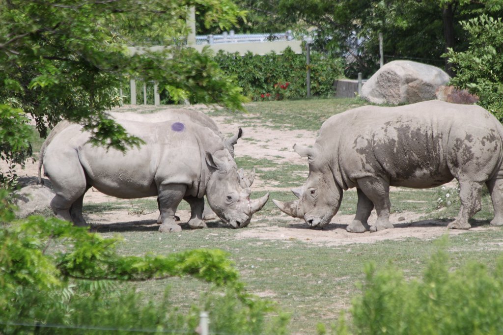IMG_2675.JPG -  White rhinoceros 