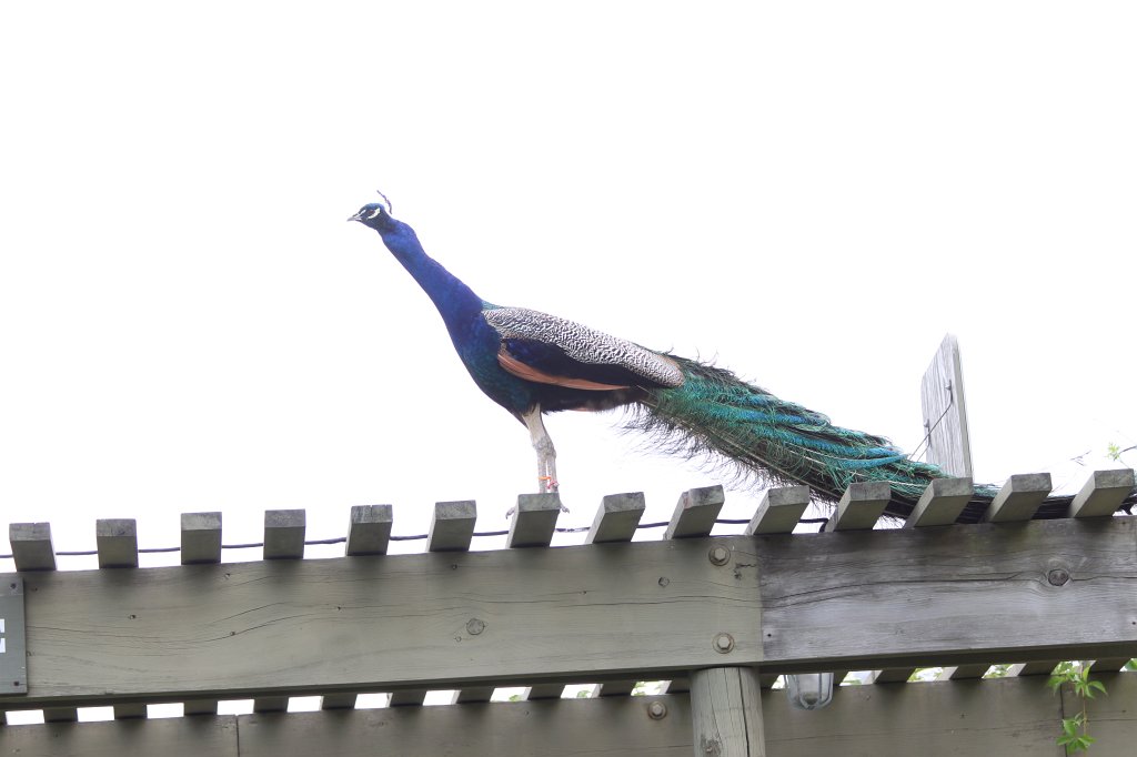 IMG_2741.JPG -  Indian peafowl 