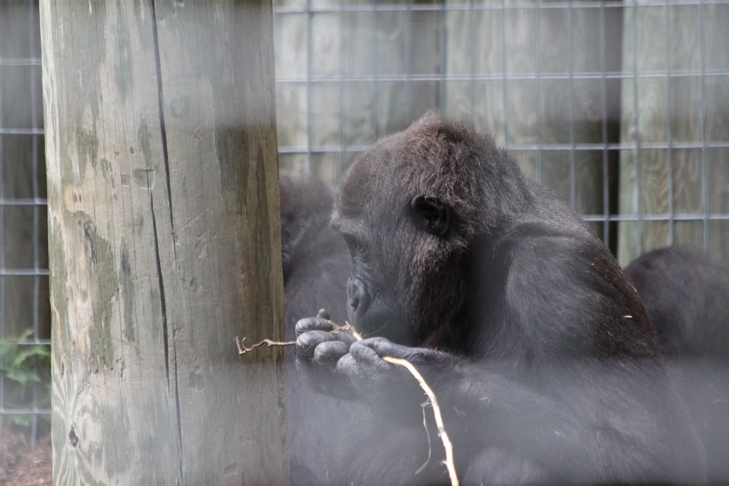 IMG_2744.JPG -  Gorilla 