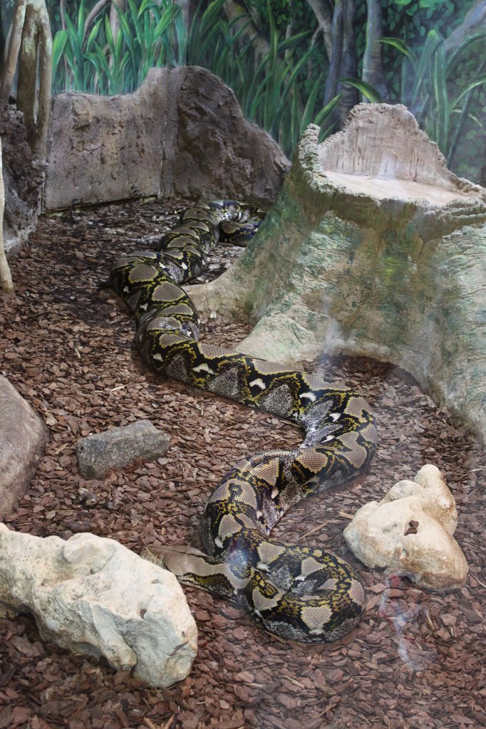 IMG_2758.JPG -  Reticulated python 