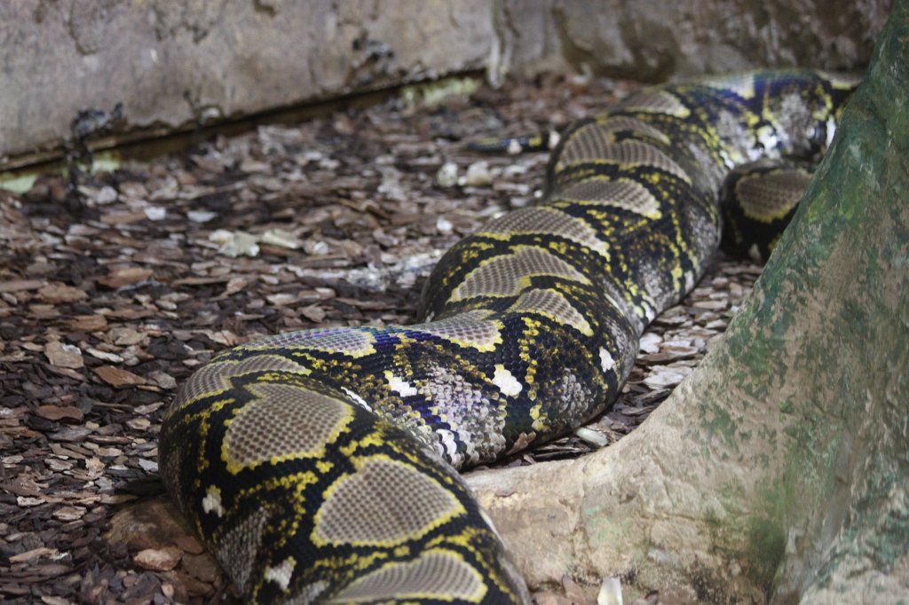 IMG_2764.JPG -  Reticulated python 