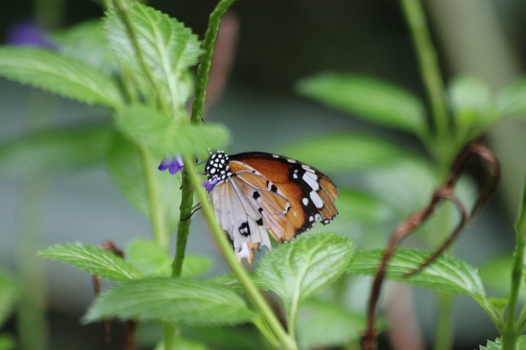 IMG_2782.JPG - Butterfly