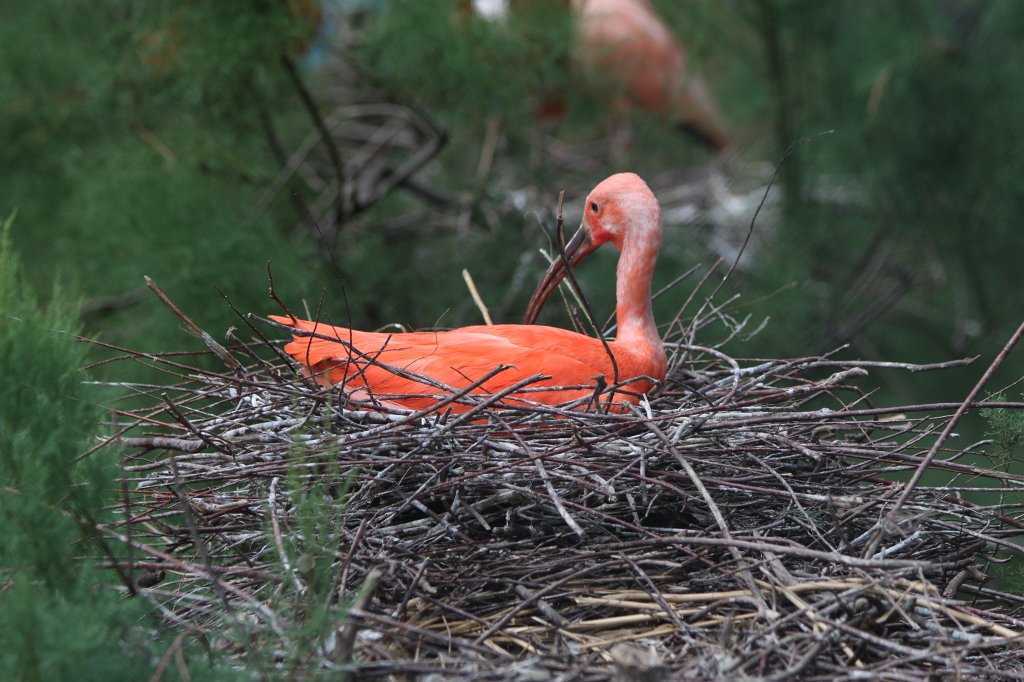 IMG_3482.JPG -  Scarlet ibis 