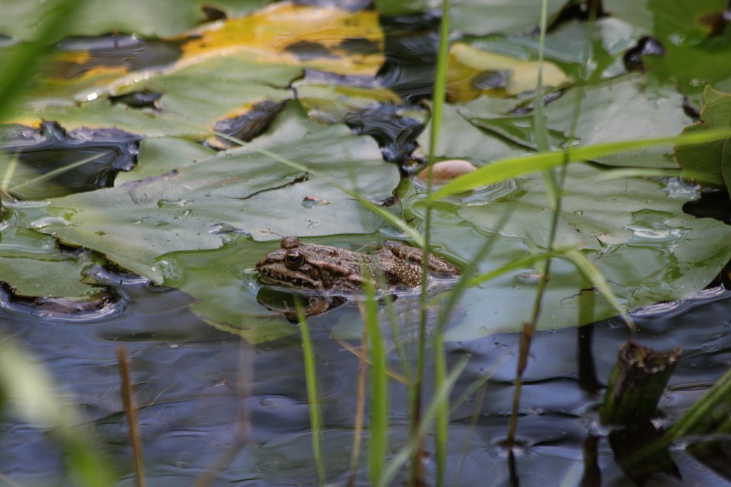 IMG_3497.JPG - Frog