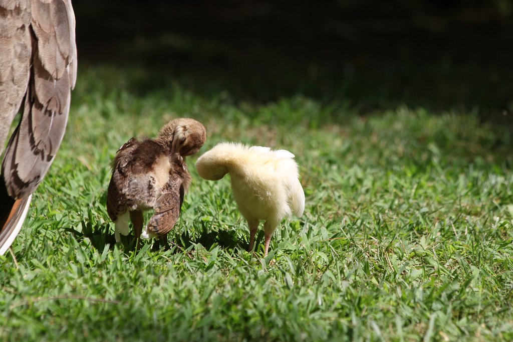 IMG_3499.JPG -  Indian peafowl  with chicks