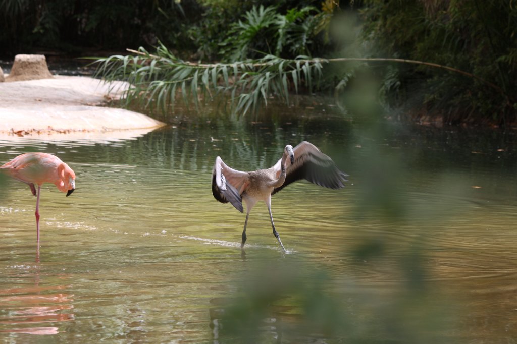 IMG_3515.JPG -  Flamingo 