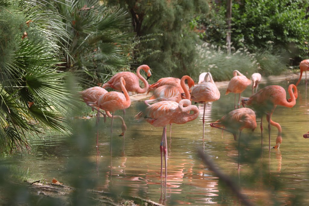 IMG_3517.JPG -  Flamingos 